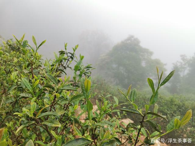 什么是客家绿茶？好的客家绿茶通常具有什么特点？(图5)