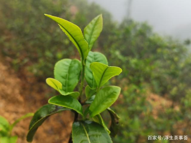 什么是客家绿茶？好的客家绿茶通常具有什么特点？(图4)