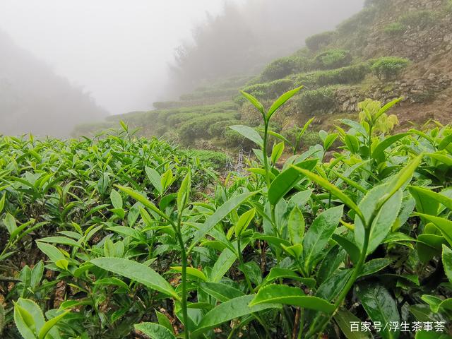 什么是客家绿茶？好的客家绿茶通常具有什么特点？(图2)