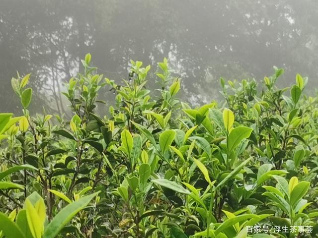 什么是客家绿茶？好的客家绿茶通常具有什么特点？(图6)