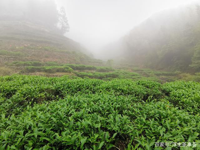 什么是客家绿茶？好的客家绿茶通常具有什么特点？(图3)