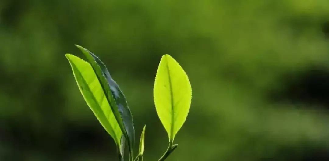 据说：不喝茶的人，看完都想喝茶