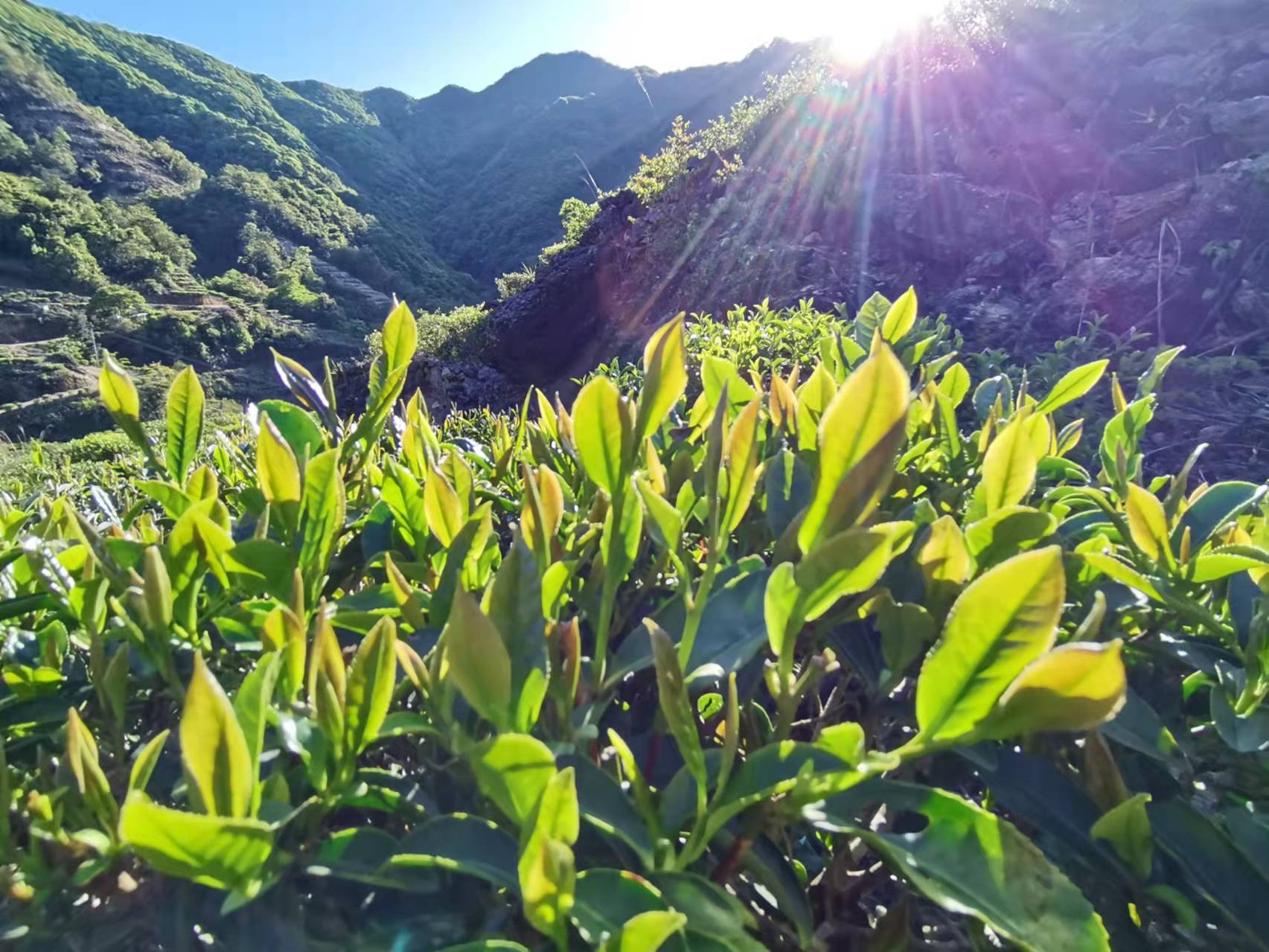 丰顺山茶，客家炒绿——飘溢在高山深林中的一道特色茶香..